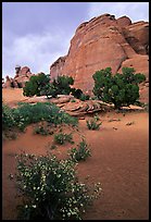 Wildflowers, sand and rocks, Klondike Bluffs. Arches National Park ( color)
