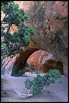 Juniper and glowing Navajo Arch, late morning. Arches National Park ( color)