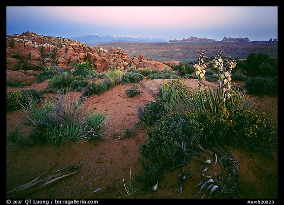 Yucca, Fiery Furnace, and La Sal Mountains, dusk. Arches National Park (color)