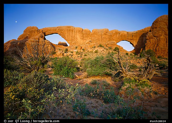 Wildflowers, South window and North window, sunrise. Arches National Park (color)
