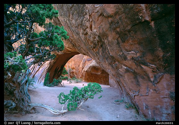 Juniper and glowing Navajo Arch, late morning. Arches National Park, Utah, USA.