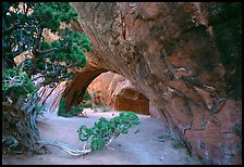 Juniper and glowing Navajo Arch, late morning. Arches National Park, Utah, USA. (color)
