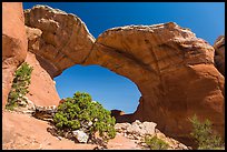 Juniper and Broken Arch. Arches National Park, Utah, USA. (color)