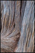 Detail of juniper bark. Arches National Park, Utah, USA. (color)