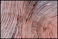Close-up of juniper bark. Arches National Park, Utah, USA. (color)