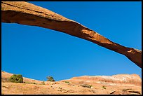 Span of Landscape Arch, longuest natural arch. Arches National Park, Utah, USA. (color)