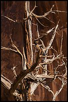 Juniper tree skeleton and rock face. Arches National Park, Utah, USA. (color)