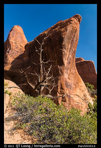 Juniper tree and fins. Arches National Park, Utah, USA.