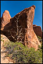 Juniper tree and fins. Arches National Park, Utah, USA. (color)