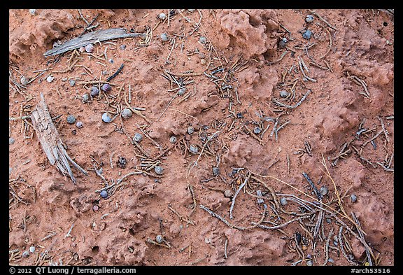 Cryptobiotic soil and fallen berries. Arches National Park, Utah, USA.