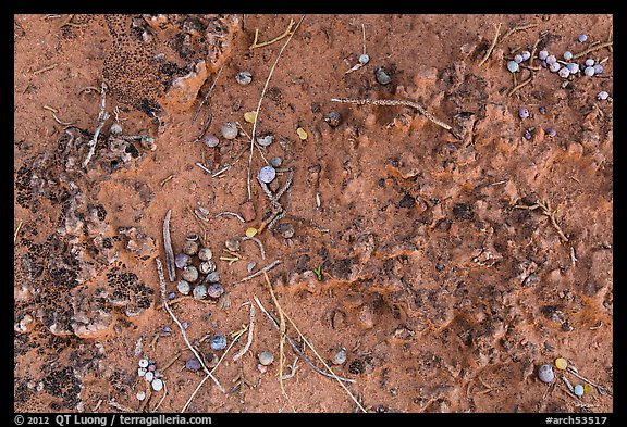 Close-up of Cryptobiotic crust with fallen berries. Arches National Park, Utah, USA.