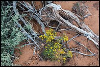 Ground close-up with wildflowers, roots, and rain marks in sand. Arches National Park ( color)