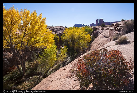 Bush and cottonwoods in autumn, Courthouse Wash and Towers. Arches National Park, Utah, USA.
