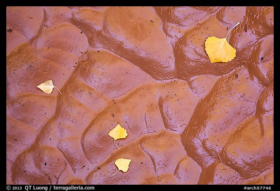 Fallen leaves and mud ripples, Courthouse Wash. Arches National Park, Utah, USA.
