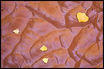 Fallen leaves and mud ripples, Courthouse Wash. Arches National Park ( color)