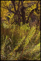 Grasses and trees in autumn, Courthouse Wash. Arches National Park, Utah, USA.