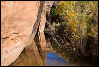 Cliffs and riparian vegetation reflected in stream, Courthouse Wash. Arches National Park, Utah, USA. (color)