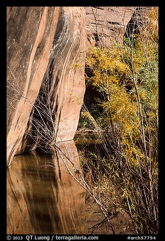 Sandstone walls, willows, and reflections, Courthouse Wash. Arches National Park, Utah, USA.