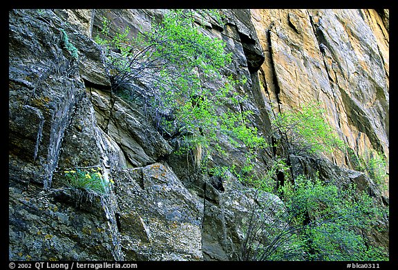 Side canyon wall, Long Draw. Black Canyon of the Gunnison National Park, Colorado, USA.