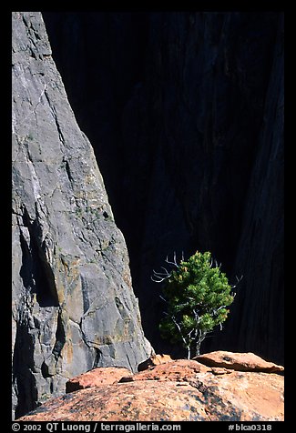 Tree on rim near Exclamation Point. Black Canyon of the Gunnison National Park, Colorado, USA.