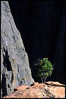 Tree on rim near Exclamation Point. Black Canyon of the Gunnison National Park ( color)