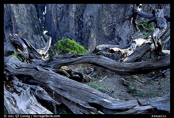 Gnarled trees on North Rim. Black Canyon of the Gunnison National Park, Colorado, USA.