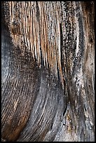 Juniper trunk close-up. Black Canyon of the Gunnison National Park, Colorado, USA. (color)