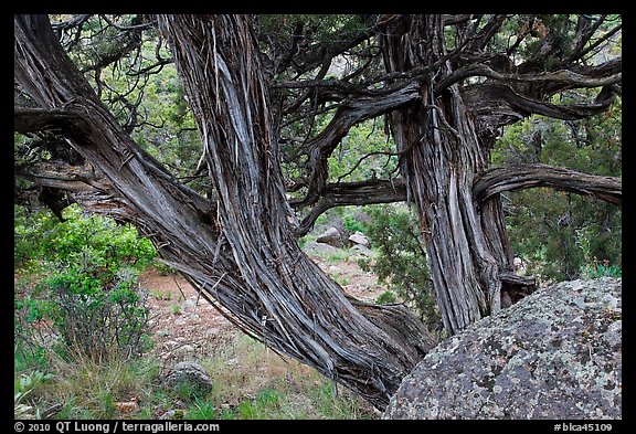 Juniper trees. Black Canyon of the Gunnison National Park, Colorado, USA.