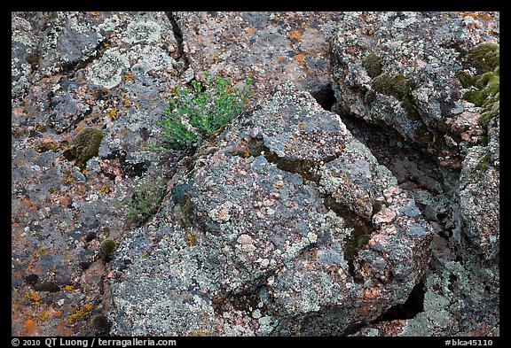 Gneiss and lichen. Black Canyon of the Gunnison National Park, Colorado, USA.
