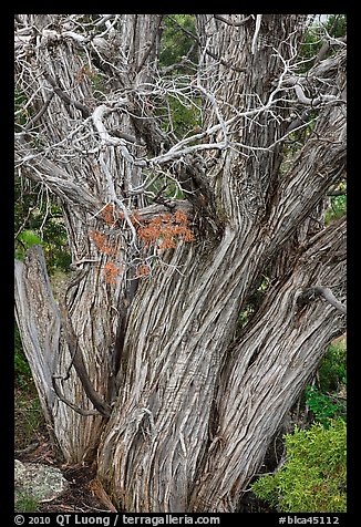 Textured juniper tree. Black Canyon of the Gunnison National Park, Colorado, USA.