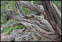Twisted tree trunks. Black Canyon of the Gunnison National Park, Colorado, USA. (color)