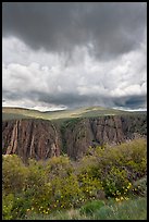 Flowers, canyon, and menacing clouds, Gunnison Point. Black Canyon of the Gunnison National Park ( color)