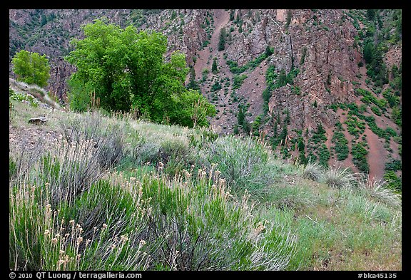 Grasses and canyon walls, East Portal. Black Canyon of the Gunnison National Park, Colorado, USA.