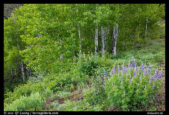 Lupine and aspen trees. Black Canyon of the Gunnison National Park (color)