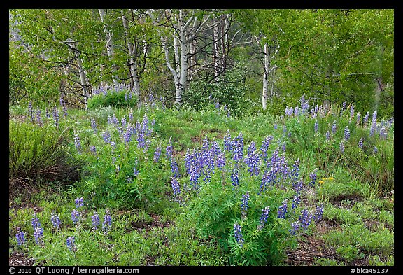 Spring flowers and forest. Black Canyon of the Gunnison National Park (color)