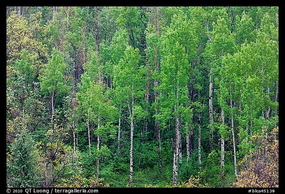 Aspens with spring new leaves. Black Canyon of the Gunnison National Park, Colorado, USA.