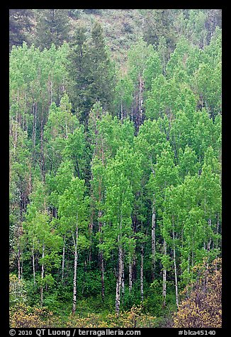 Spring green aspens on hillside. Black Canyon of the Gunnison National Park (color)