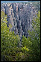 Trees and dikes across canyon. Black Canyon of the Gunnison National Park ( color)