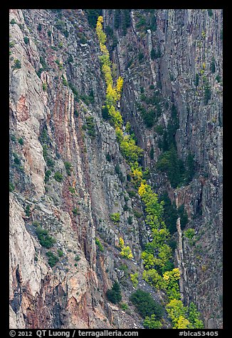 Trees in autumn color in steep gully. Black Canyon of the Gunnison National Park, Colorado, USA.
