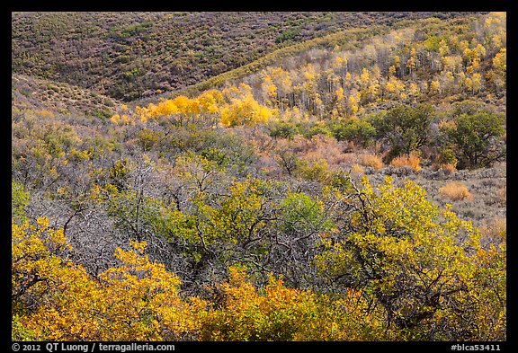 Hills with trees in autumn color. Black Canyon of the Gunnison National Park, Colorado, USA.