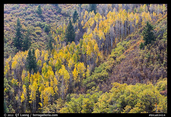 Slope with aspen in fall foliage. Black Canyon of the Gunnison National Park, Colorado, USA.