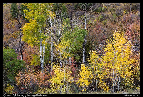 Trees in fall foliage, East Portal. Black Canyon of the Gunnison National Park, Colorado, USA.