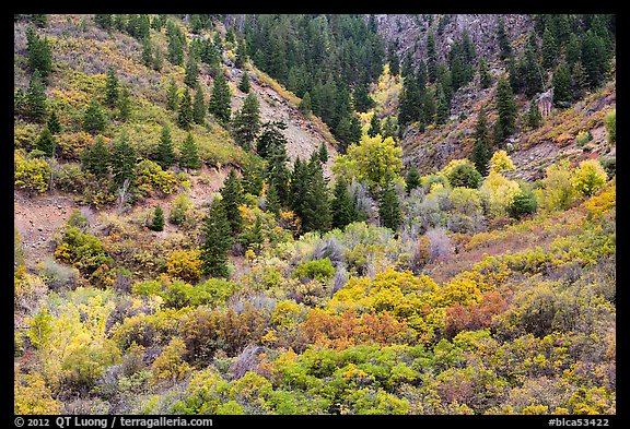 Shrubs in fall foliage and Douglas fir. Black Canyon of the Gunnison National Park (color)