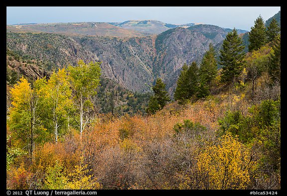 Shrubs and trees in fall color on canyon rim. Black Canyon of the Gunnison National Park, Colorado, USA.
