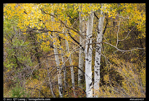 Aspen in autumn. Black Canyon of the Gunnison National Park (color)