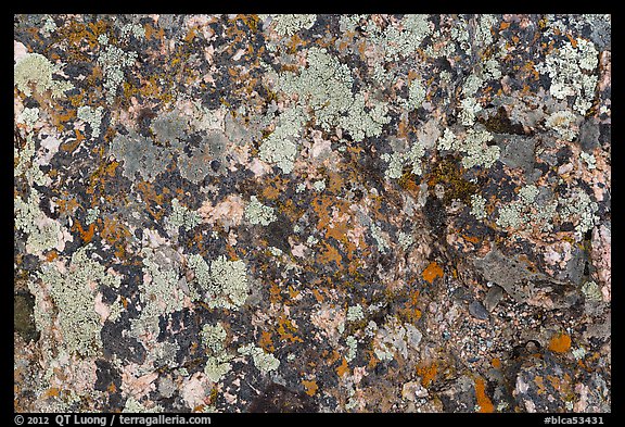 Close-up of lichen on rock. Black Canyon of the Gunnison National Park, Colorado, USA.