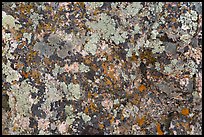 Close-up of lichen on rock. Black Canyon of the Gunnison National Park ( color)