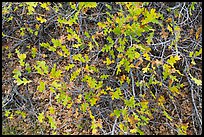 Gambel Oak and leaves. Black Canyon of the Gunnison National Park, Colorado, USA. (color)