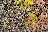 Close-up of Oak leaves in autumn. Black Canyon of the Gunnison National Park ( color)