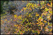 Gambel Oak thicket in the fall. Black Canyon of the Gunnison National Park ( color)
